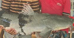 Two giant Baghair catfish sold for Tk 114,600 in Rajbari