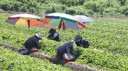 South Korea heatwave ‘cooks’ potatoes underground