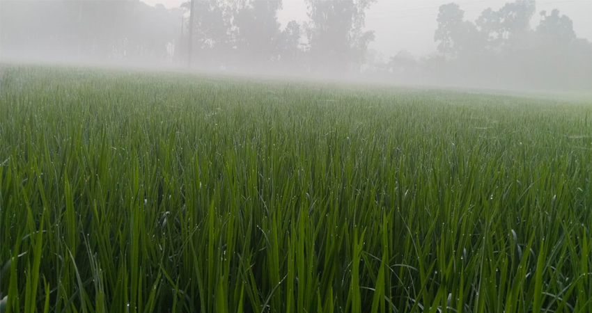 Gentle winter chill descends on Kurigram