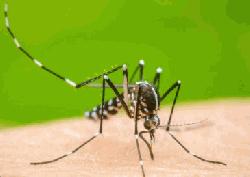 Dengue cases rise in Shibchar