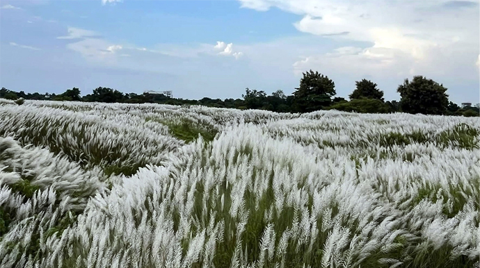 Autumn catkin blooms draw nature lovers to Narail