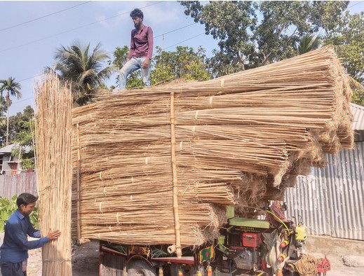 Jute sticks open new income stream for Narail farmers