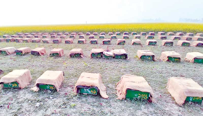 The photo shows honey boxes set up on a field in Sirajganj.	photo: observer