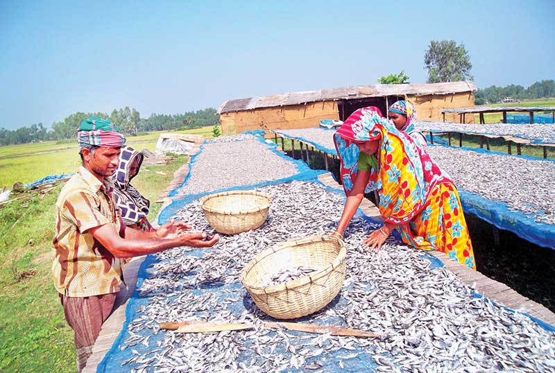 The photo shows fish being dried in Sirajganj.	photo: observer