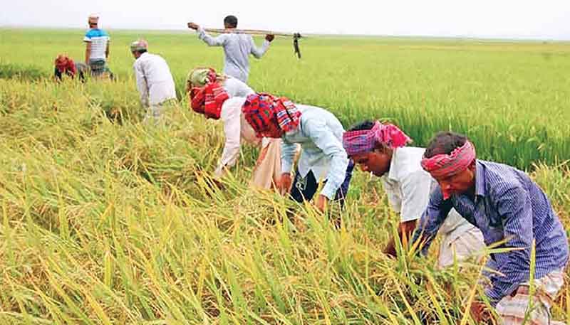 Labourers harvesting Aman paddy from a Netrakona.field.	photo: observer