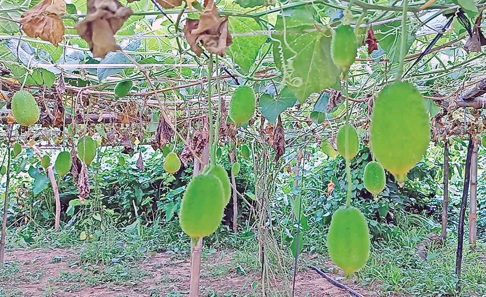 Safe spiny gourds go to ME countries from Kaliganj