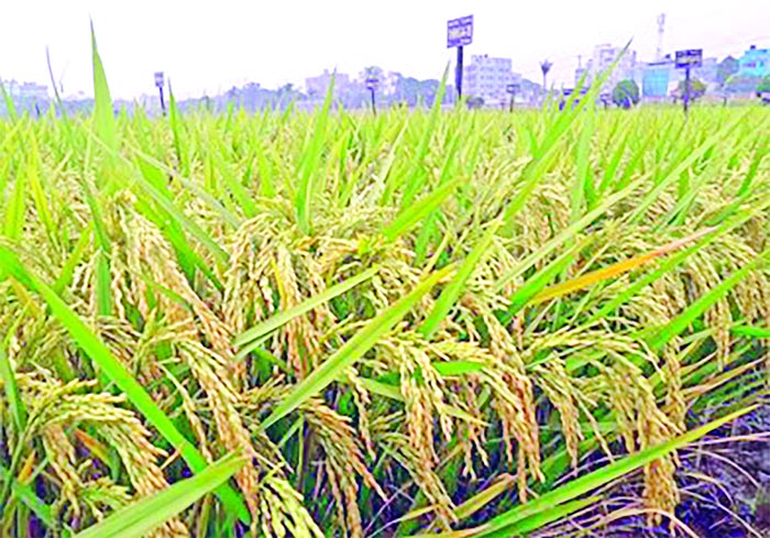 Two new varieties of Boro rice BRRI dhan107 and 108 get approval