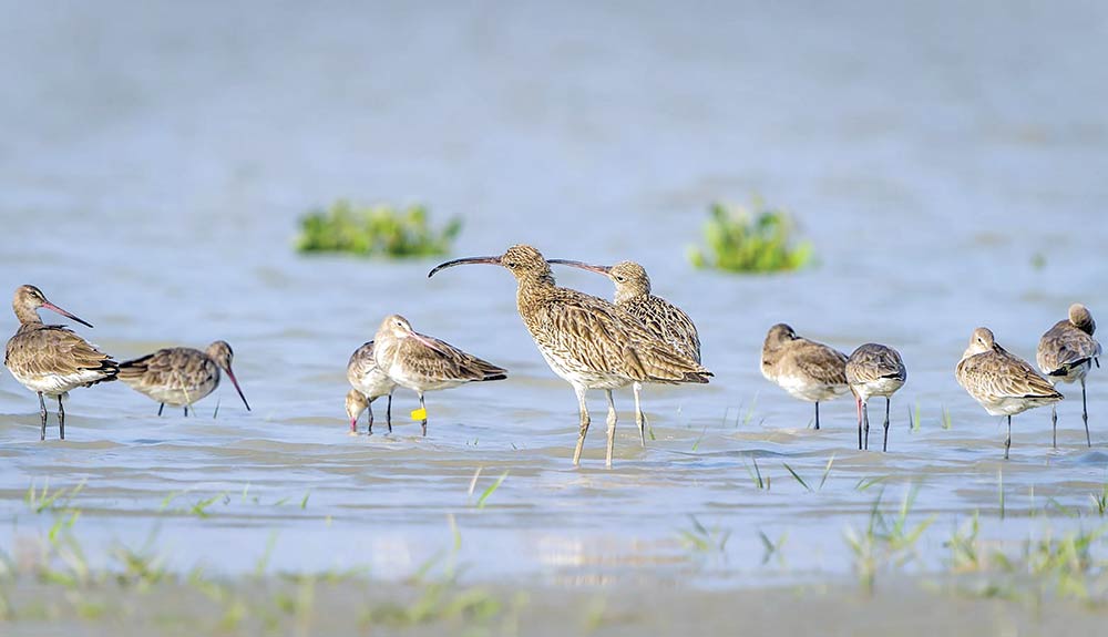 Migratory birds attract tourists at Nijumdwip 