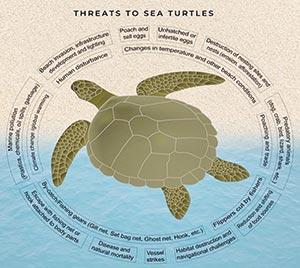Save our sea turtles from disappearing 