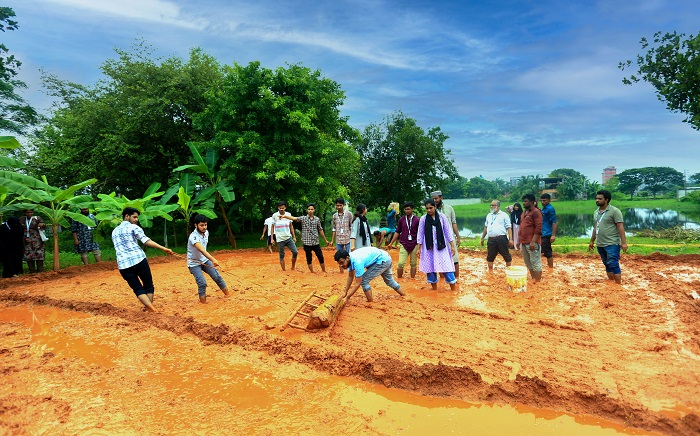 The students of Agricultural Science Department of Daffodil International University are working with their teachers to produce seedlings of Bina Dhan-17 and Bina Dhan-20 for free distribution among the recent flood affected farmers in the east- southern districts of Feni, Noakhali and Cumilla