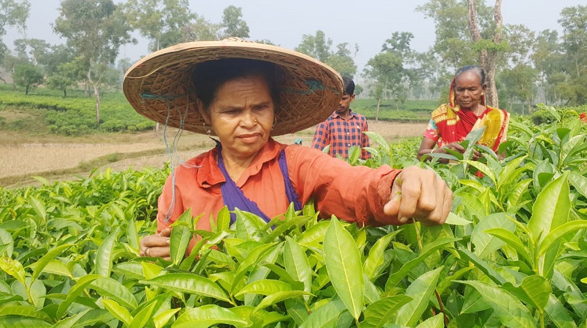 Tea workers were seen resumed their works on Tuesday after receiving part of their overdue wages. Photo: The Daily Observer