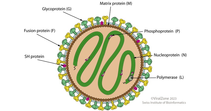 Human metapneumovirus (Image: Wikipedia)